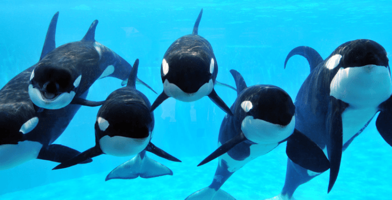 Puts post large gains as SeaWorld sinks