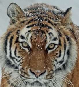 8/4 Earnings Recap, PLUS: Tiger Global -50% — JD & DASH in their Top 10 Holdings?!